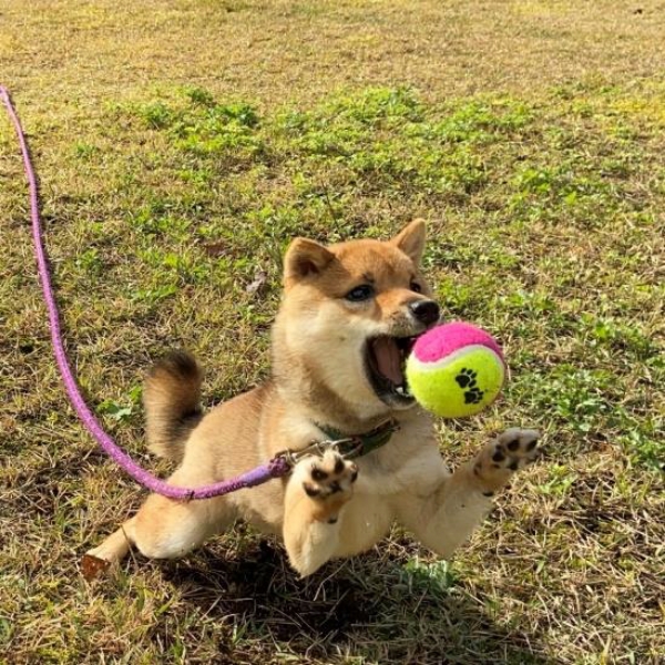 ワンちゃんとのボール遊び